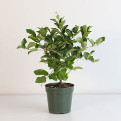 Barbados Cherry Tree