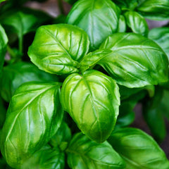 Basil Seeds (Italian Large Leaf) – Non-GMO Heirloom Seeds for Planting