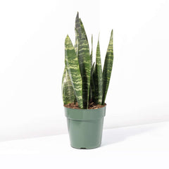 Black Coral Sansevieria Snake Plant