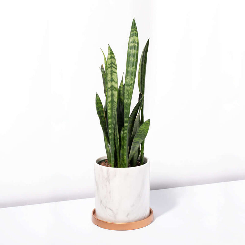Black Coral Sansevieria Snake Plant