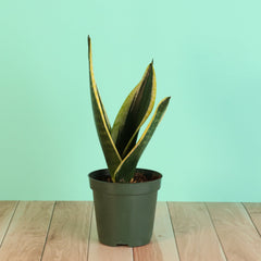 Black Gold Sansevieria Snake Plant