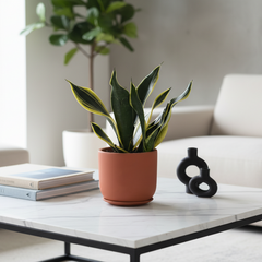 Black Gold Sansevieria Snake Plant