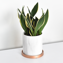 Black Gold Sansevieria Snake Plant