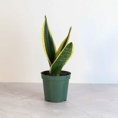 Black Gold Sansevieria Snake Plant