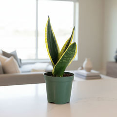 Black Gold Sansevieria Snake Plant