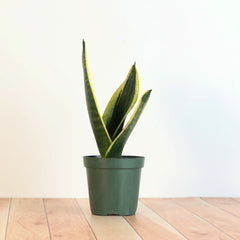 Black Gold Sansevieria Snake Plant