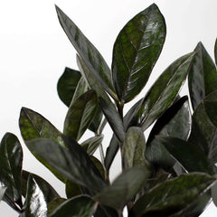 Black ZZ Raven Houseplant