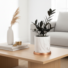 Black ZZ Raven Houseplant