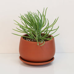 Blue Chalksticks Succulent