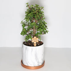 Lucky Jade Bonsai Tree