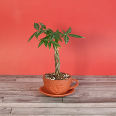 Lucky Braided Money Tree Plant