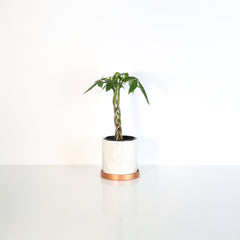 Lucky Braided Money Tree Plant