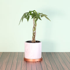 Lucky Braided Money Tree Plant