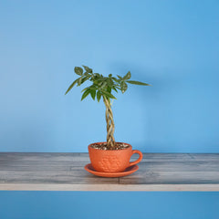 Lucky Braided Money Tree Plant