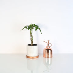 Lucky Braided Money Tree Plant