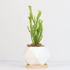Sarracenia BUG BAT Trumpet Pitcher Carnivorous Plant