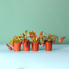 Savage Quad Carnivorous Plant Bundle