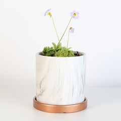 Pinguicula Butterwort