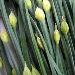 CHIVE Seeds, Garlic