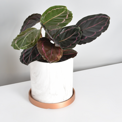 Calathea Dottie Prayer Plant
