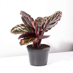 Calathea Dottie Prayer Plant