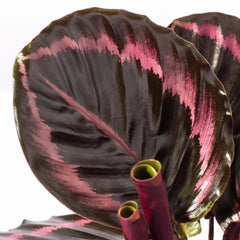 Calathea Dottie Prayer Plant