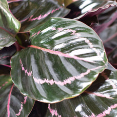 Calathea Dottie Prayer Plant