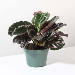 Calathea Dottie Prayer Plant