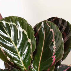 Calathea Dottie Prayer Plant