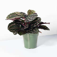 Calathea Dottie Prayer Plant