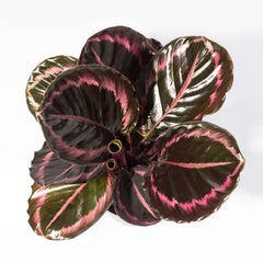 Calathea Dottie Prayer Plant