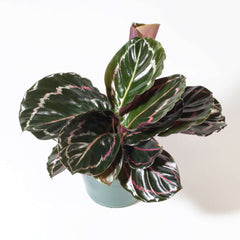 Calathea Dottie Prayer Plant
