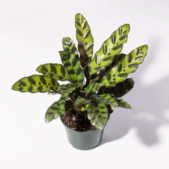Calathea Rattlesnake Prayer Plant