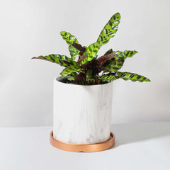 Calathea Rattlesnake Prayer Plant