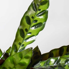 Calathea Rattlesnake Prayer Plant