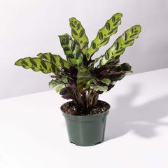 Calathea Rattlesnake Prayer Plant