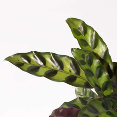 Calathea Rattlesnake Prayer Plant