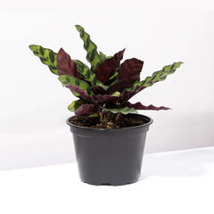 Calathea Rattlesnake Prayer Plant
