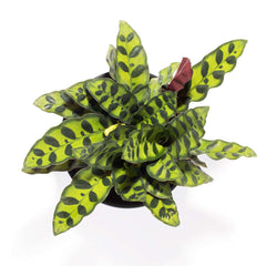 Calathea Rattlesnake Prayer Plant