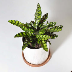 Calathea Rattlesnake Prayer Plant