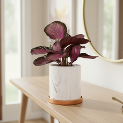 Calathea Rosy Pink Prayer Plant