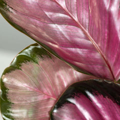 Calathea Rosy Pink Prayer Plant