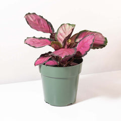 Calathea Rosy Pink Prayer Plant