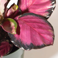 Calathea Rosy Pink Prayer Plant