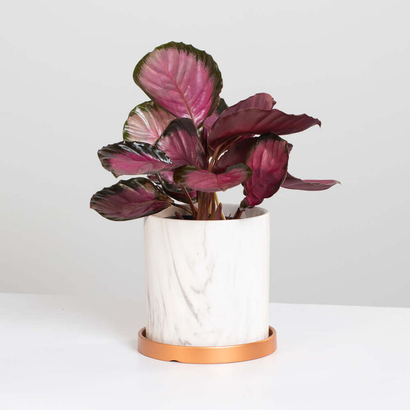 Calathea Rosy Pink Prayer Plant