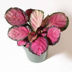Calathea Rosy Pink Prayer Plant