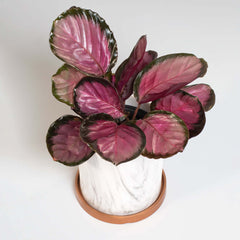 Calathea Rosy Pink Prayer Plant