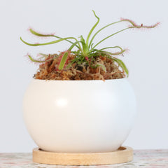 Minimalistic Ceramic White Signature Planter Bundle