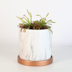 Cape Sundew Drosera
