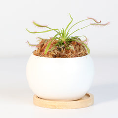Cape Sundew Drosera